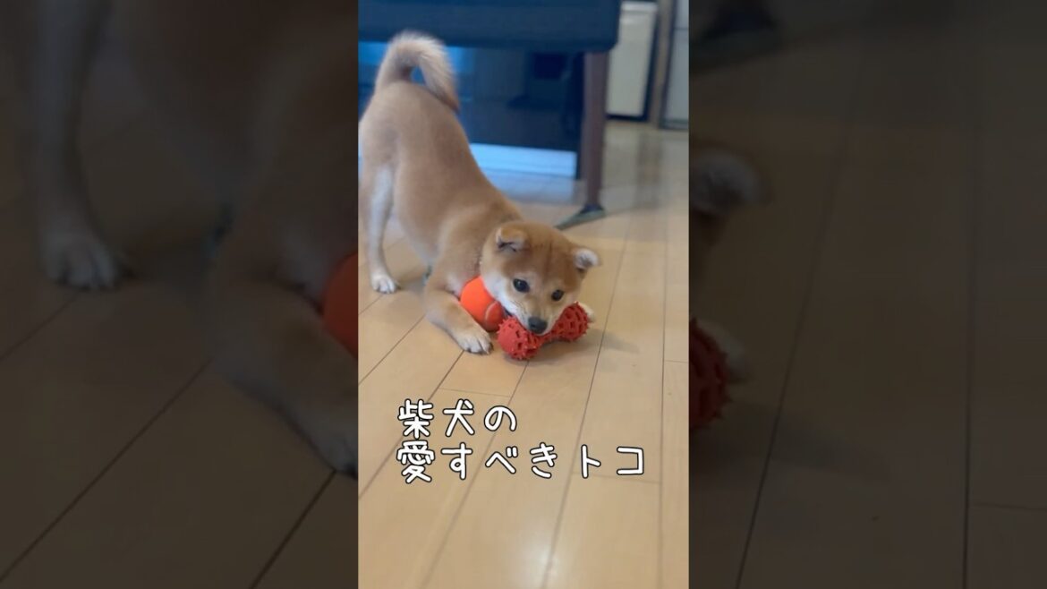 柴犬の愛すべきトコ【だから柴犬は愛される】豆柴アオと柴犬委員会  mameshiba AO & shiba inu committee #Shorts