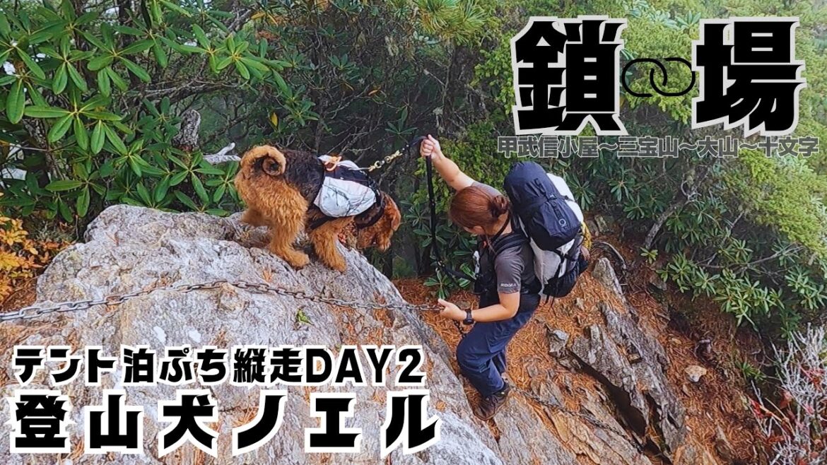 【登山犬 ELK&NOEL】 甲武信ヶ岳〜三宝山〜大山〜十文字 プチ縦走 エアデールテリア・ノエル テント泊デビュー！ DAY2  #005 [甲武信ヶ岳] 後編