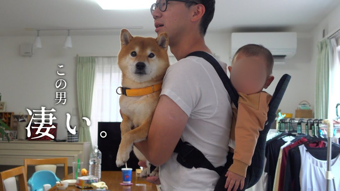 柴犬が赤ちゃん化⁉︎実家で発動したデレ姿がヤバすぎる。。 柴犬が赤ちゃん化⁉︎実家で発動したデレ姿がヤバすぎる。。