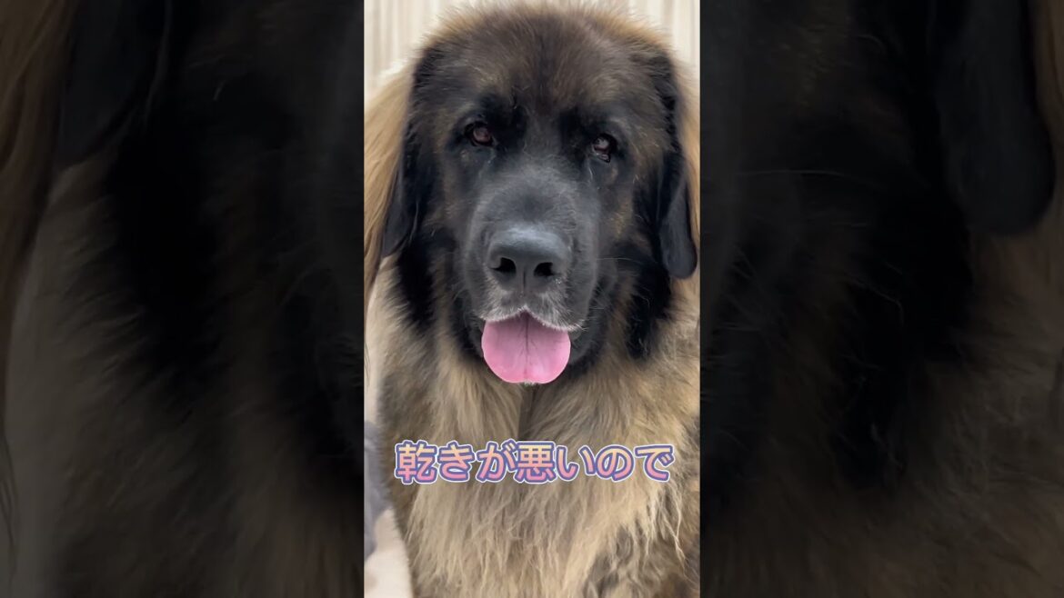 【超大型犬】　ショート 小型嫁のつぶやき　Leonberger　レオンベルガー  #Shorts   #大型犬のいる生活