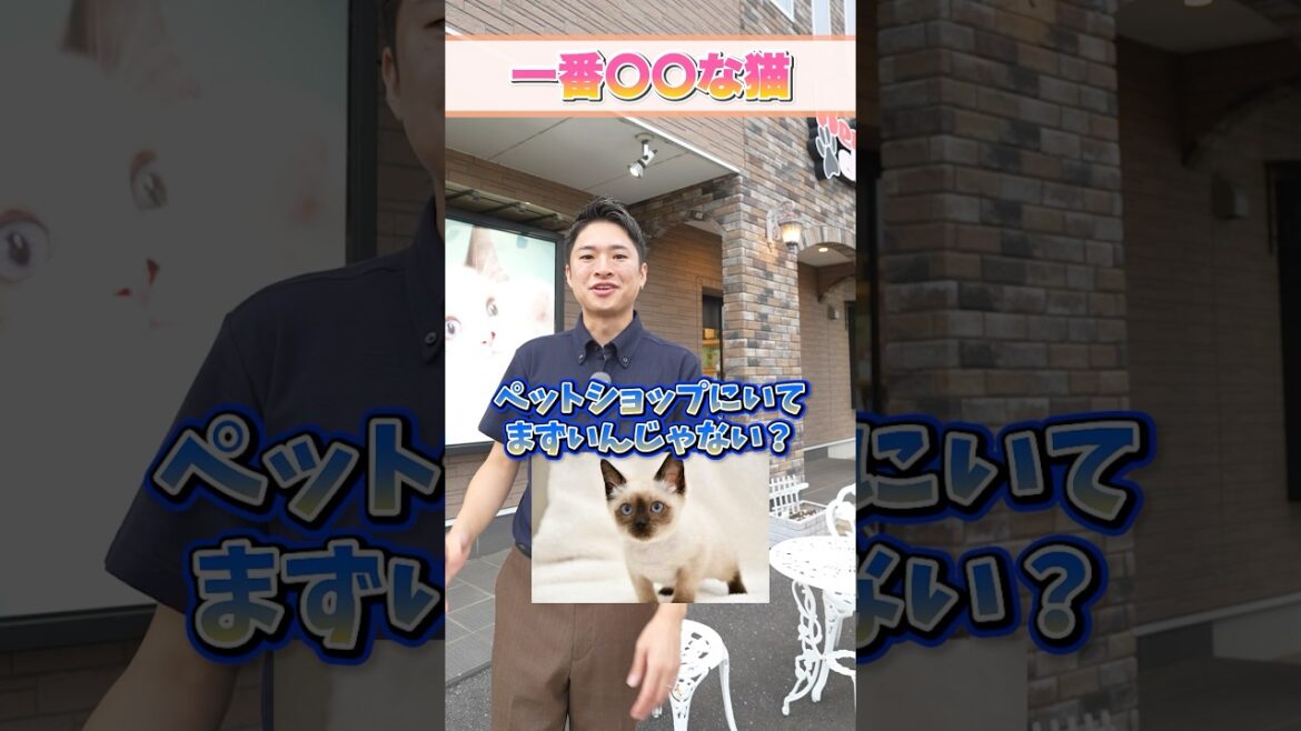 【猫プロが選ぶ！】独断と偏見で選んだ一番〇〇な猫