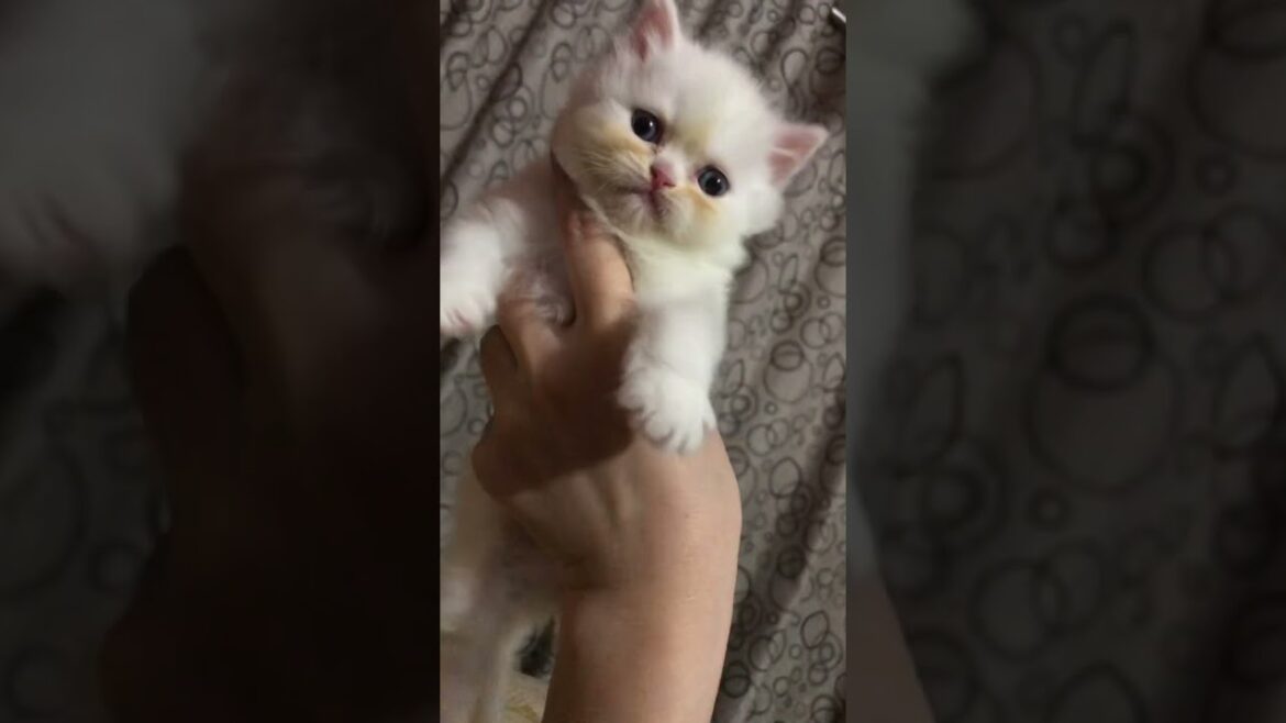 cute face kitty🥰🥰#cat #cute #pets #kitten #cutecat #luckyainncats #子ネコ #赤ちゃん #好きな子猫 #kucinganggora