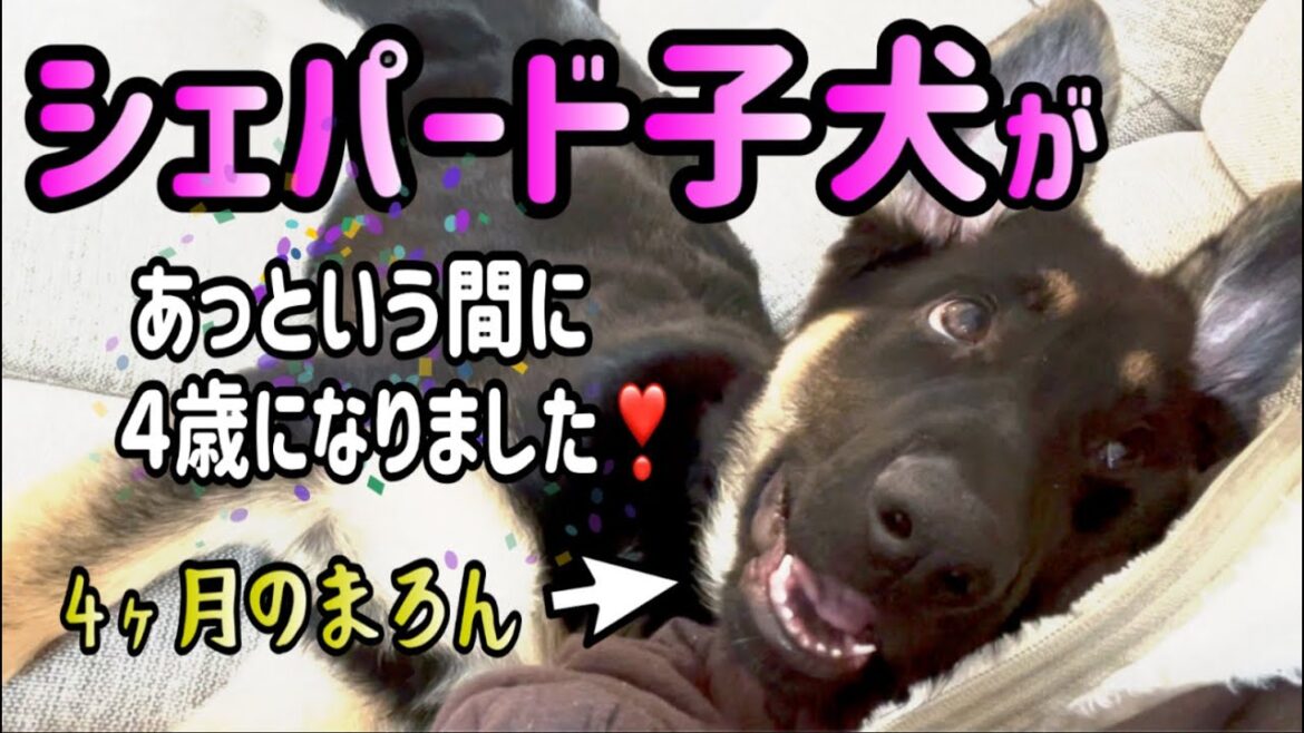 シェパード子犬が可愛すぎ❣️4歳誕生日に振り返ってみた😍【ジャーマンシェパード】 シェパード子犬が可愛すぎ❣️4歳誕生日に振り返ってみた😍【ジャーマンシェパード】