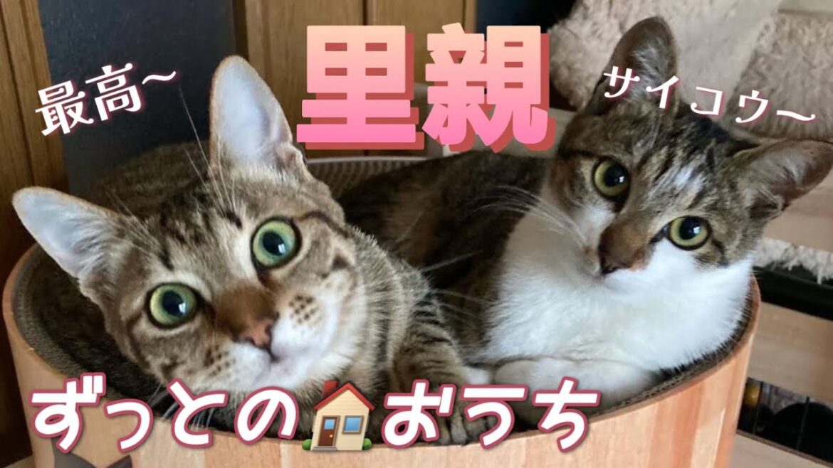 譲渡先の子猫たちの今!/猫No.100 譲渡先の子猫たちの今!/猫No.100