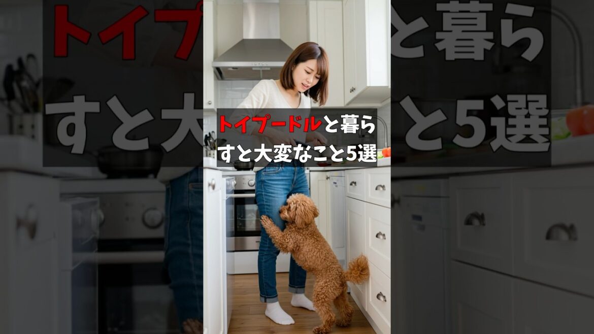 トイプードルと暮らすと大変なこと5選　#トイプードル #犬好き #犬のいる暮らし