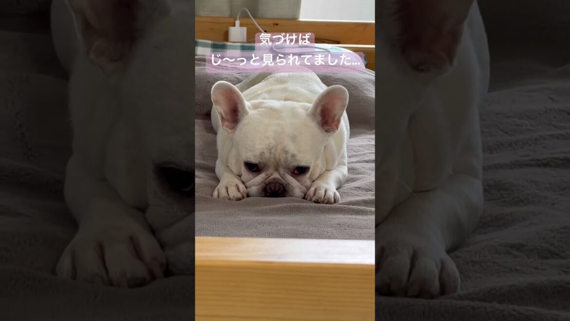 気づけばじ〜っと見られてました…#shorts 気づけばじ〜っと見られてました...#shorts