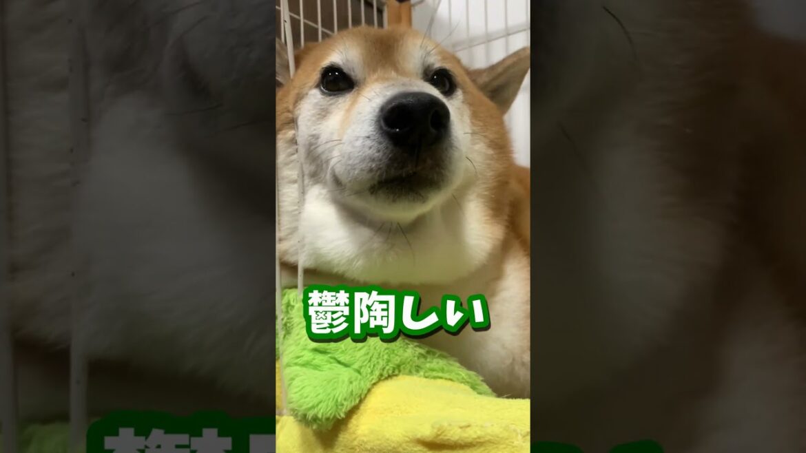 同じ柴犬でこうも違う事ってある?? #shibadog #柴犬 #sibainu  #犬のいる生活 #shorts 同じ柴犬でこうも違う事ってある?? #shibadog #柴犬 #sibainu  #犬のいる生活 #shorts