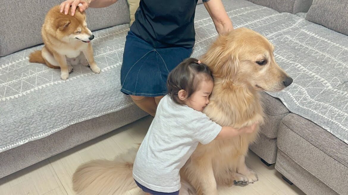 バイバイというとお別れだと勘違いした1歳児に必死に引き留められるゴールデンレトリバー バイバイというとお別れだと勘違いした1歳児に必死に引き留められるゴールデンレトリバー