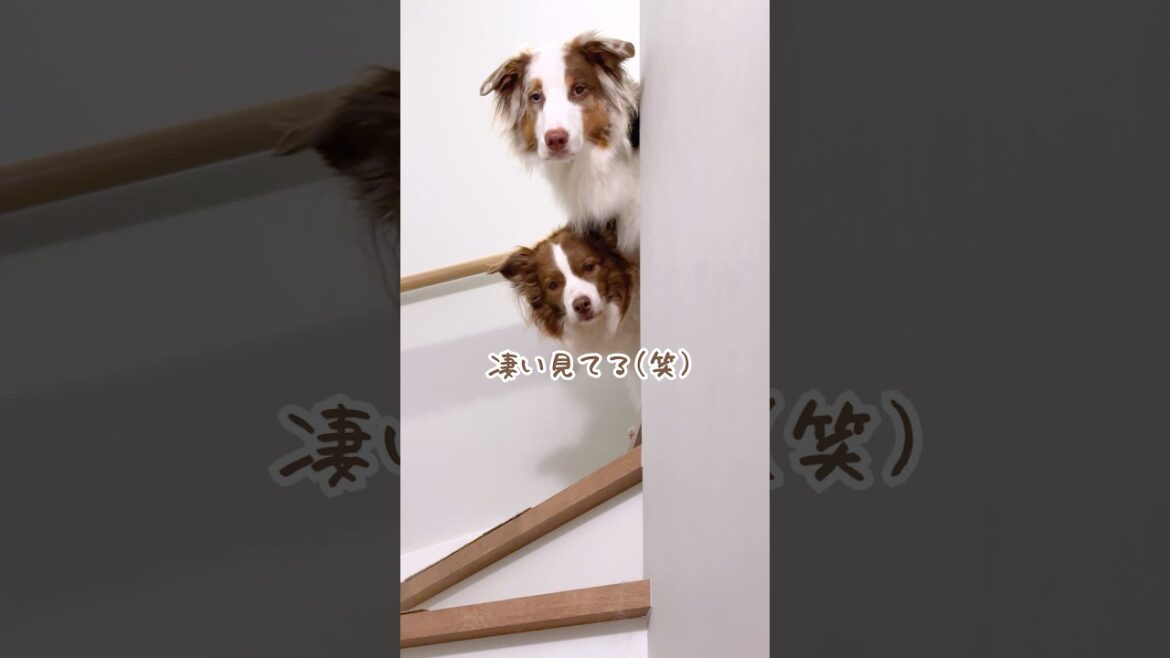 2階に早く来てほしい犬達の圧が可愛すぎる😂【ボーダーコリー・オーストラリアンシェパード】 2階に早く来てほしい犬達の圧が可愛すぎる😂【ボーダーコリー・オーストラリアンシェパード】