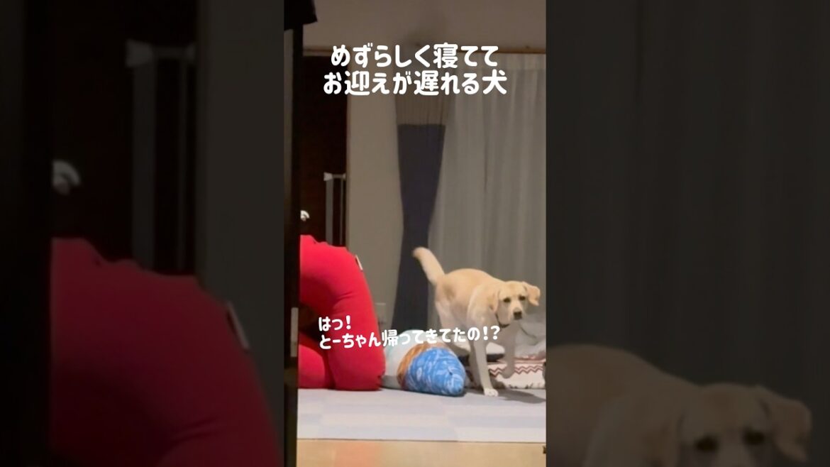 めずらしく寝ててお迎えが遅れる犬★#shorts #labradorretriever #ラブラドールレトリバー #可愛い #癒し #大型犬 #ぼんちゃん