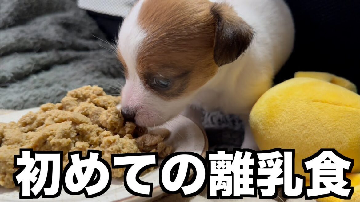 【ジャックラッセルテリア】子犬ちゃんの初めての離乳食【ジャックラッセルテリアの肉球】