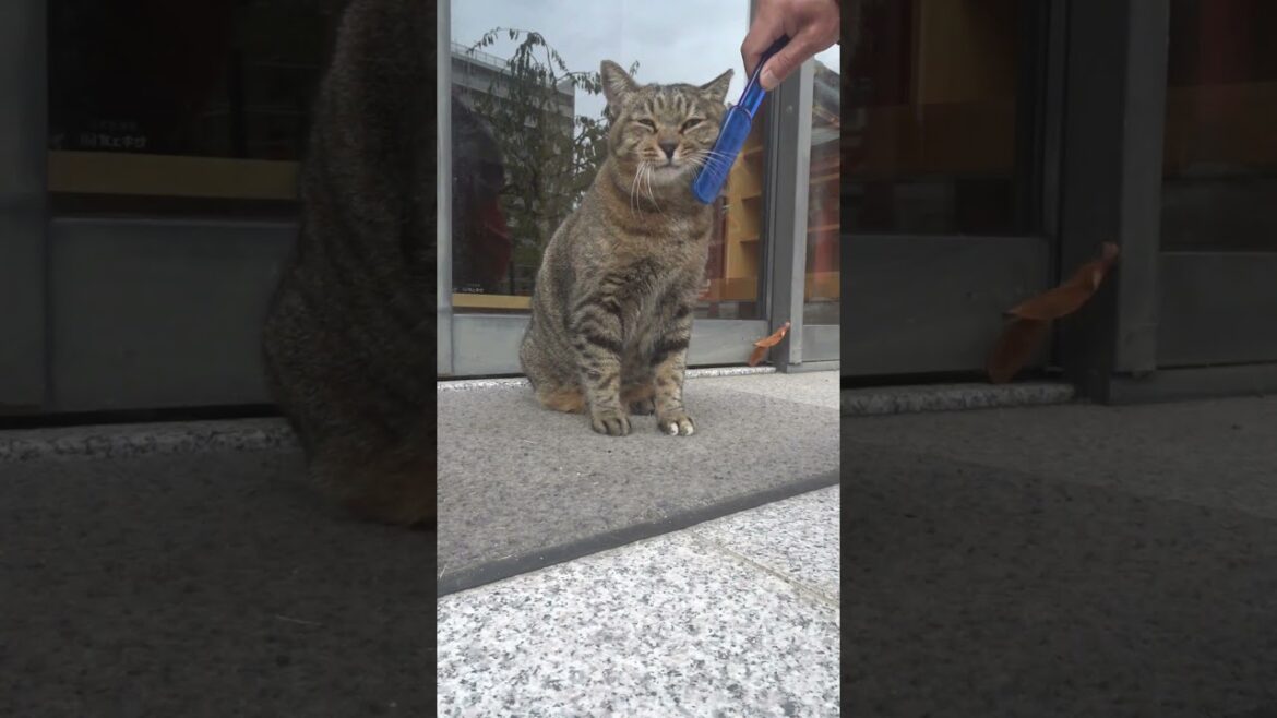 ナミちゃんの日本一可愛いブラッシング！たっぷり100秒お楽しみいただけます！😍😻　Cute brushing!😍😻　#shorts  #cat #保護猫 #野良猫 #ネコ