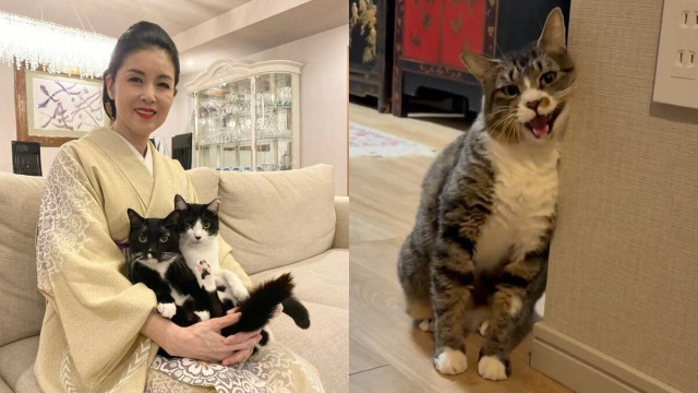 【 ねこ 】藤あや子さんの保護猫「じゃこ天」 ついに “壁スリスリ” でゴハンおねだり 【 ねこ 】藤あや子さんの保護猫「じゃこ天」 ついに “壁スリスリ” でゴハンおねだり