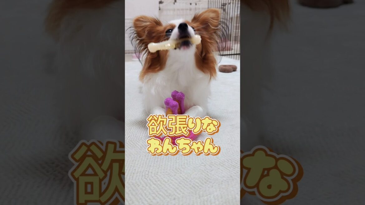 欲張りなわんちゃん#いぬのいるくらし#わんちゃん#パピヨン犬#かわいいパピヨン#かわいい