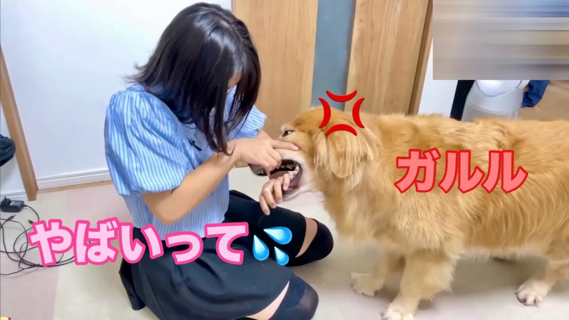 どっちの手を放しても噛まれる未来しか見えない姉と容赦なく噛み付く大型犬クッキー【ゴールデンレトリバーとミニチュアダックスフンド】 どっちの手を放しても噛まれる未来しか見えない姉と容赦なく噛み付く大型犬クッキー【ゴールデンレトリバーとミニチュアダックスフンド】