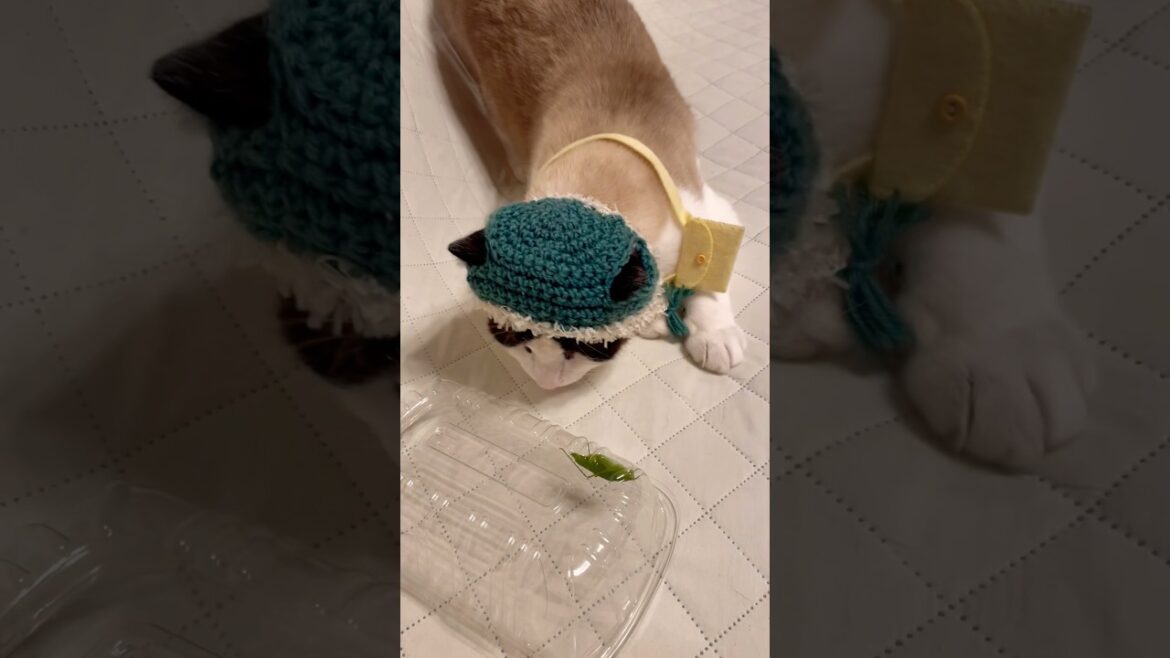 バッタの観察は間近でガン見するのがルールなスノーシューにゃんこ #cat #猫のいる暮らし #shorts バッタの観察は間近でガン見するのがルールなスノーシューにゃんこ #cat #猫のいる暮らし #shorts