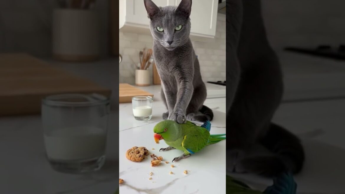 Busted! The evidence speaks for itself. ๐ต๏ธโโ๏ธ๐ #catcop #shorts Busted! The evidence speaks for itself. ๐ต๏ธโโ๏ธ๐ #catcop #shorts