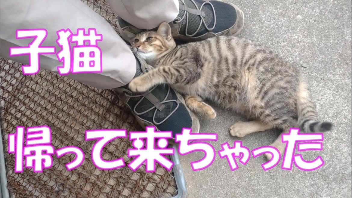 【保護猫】お別れした子猫が戻って来ました… 【保護猫】お別れした子猫が戻って来ました...