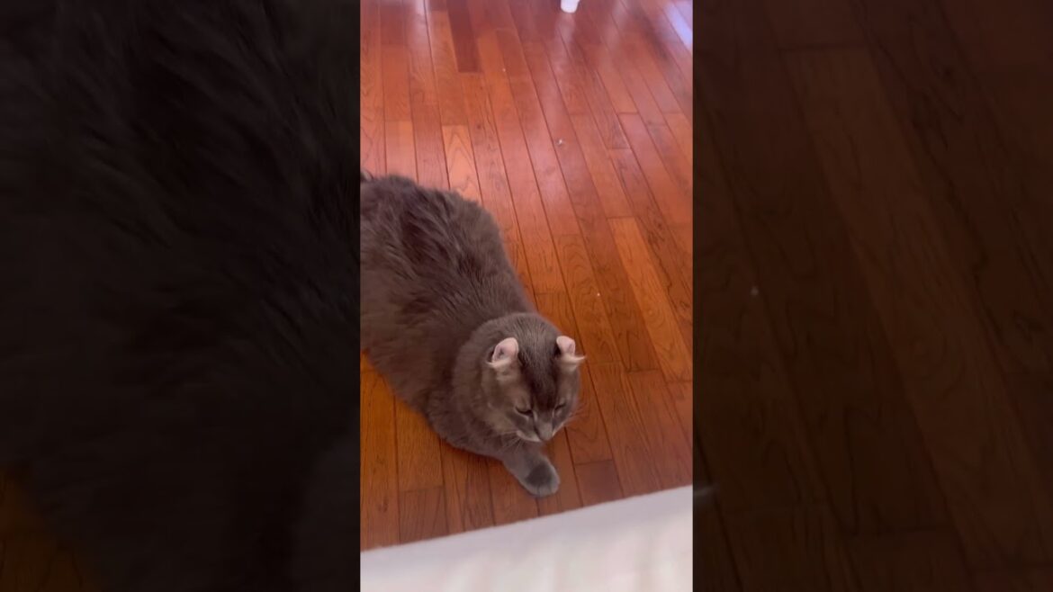 ニャンコは見た #ねこ動画 #アメリカンカール #catshorts