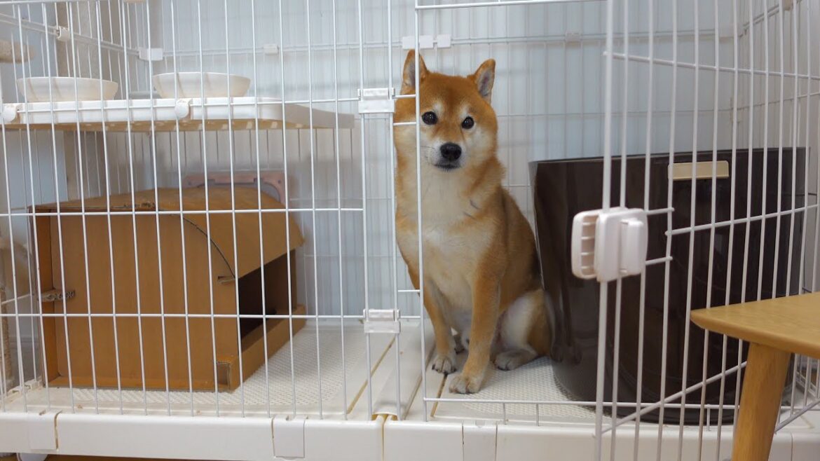 柴犬、猫に憧れ‥こうなる。 柴犬、猫に憧れ‥こうなる。