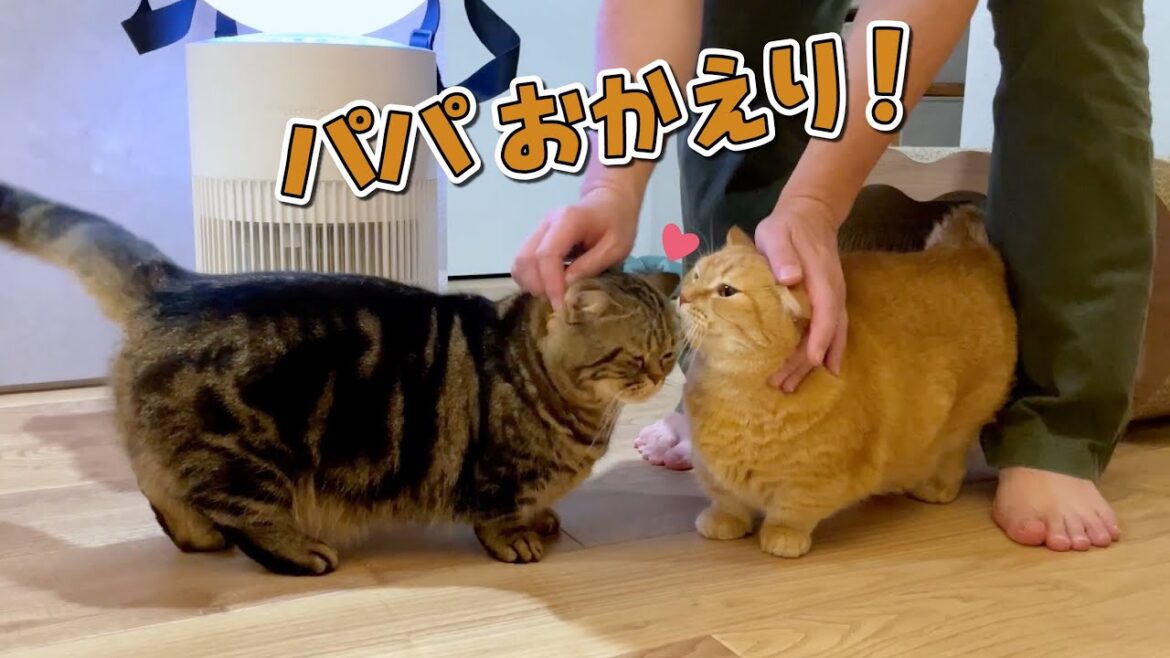 帰りが遅いパパを待ちわびていた愛猫のお出迎えが可愛すぎる! 帰りが遅いパパを待ちわびていた愛猫のお出迎えが可愛すぎる!