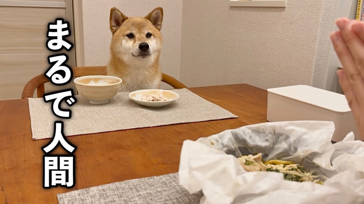 自分のお皿を手に入れまるで人間のように食卓を囲む柴犬が可愛い 自分のお皿を手に入れまるで人間のように食卓を囲む柴犬が可愛い