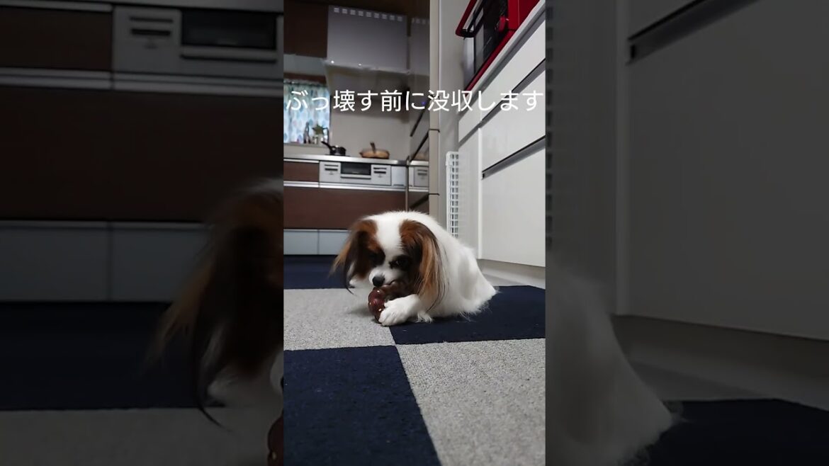 おもちゃは壊すものな犬 #愛犬 #犬のいる生活 #パピヨン