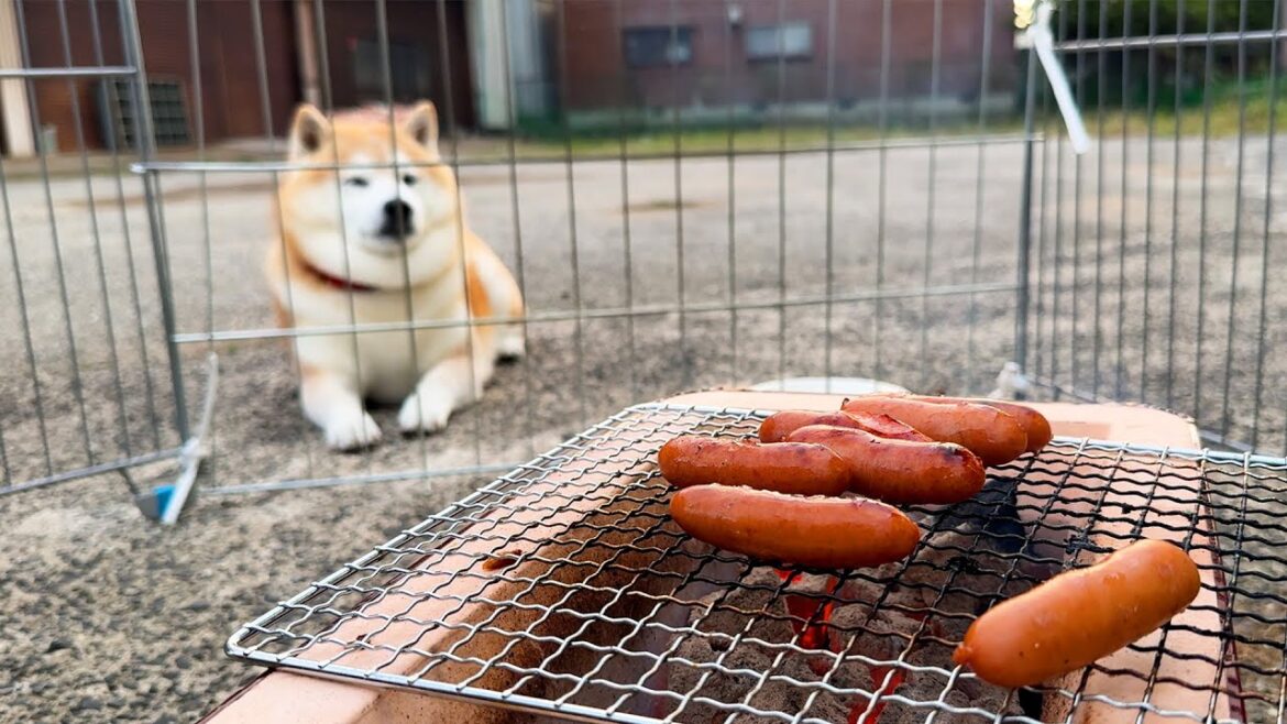 熱意のあまりウィンナー焼き場を立入禁止にされるも、柵の向こうから職人の目で焼き加減を見極める柴犬 熱意のあまりウィンナー焼き場を立入禁止にされるも、柵の向こうから職人の目で焼き加減を見極める柴犬