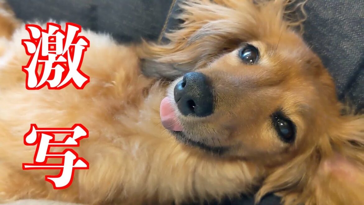 夕日の様に黒目が沈んでいくダックスフンド。 夕日の様に黒目が沈んでいくダックスフンド。