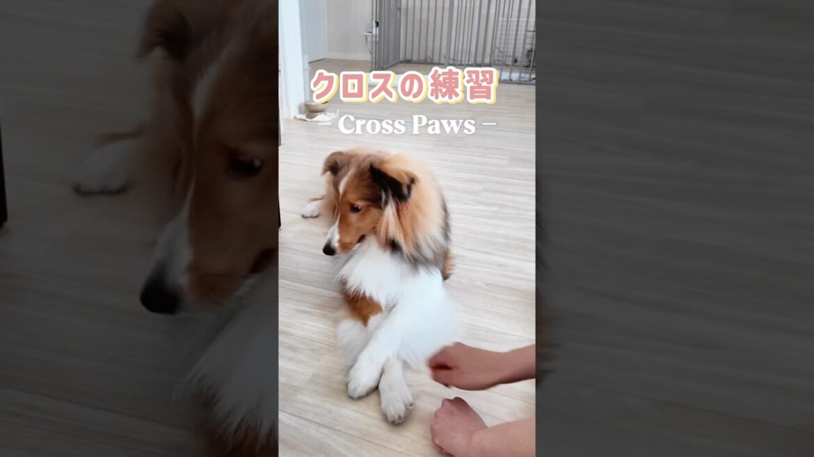 【シェルティ子犬】一生懸命クロスの練習をしている姿が愛おしい…#シェルティ#かわいい　#犬のいる暮らし　#puppy #shorts