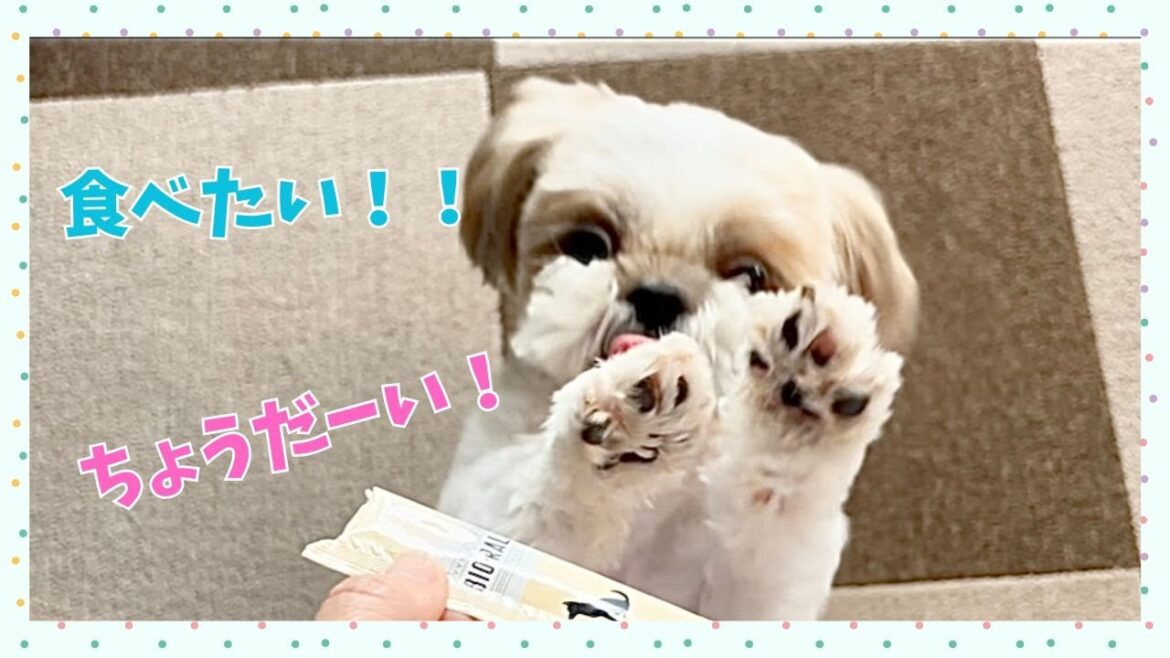 [シーズー柚]おやつ見た瞬間、テンション爆上がり！シーズー柚の幸せタイム♡食べたあとは眠気との戦い編！