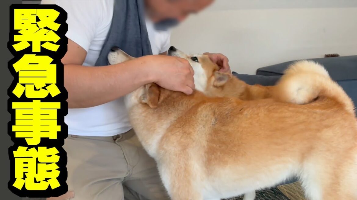 夜釣り中に緊急事態発生で大変な事に…出迎えてくれる柴犬姉妹が愛おしい 夜釣り中に緊急事態発生で大変な事に…出迎えてくれる柴犬姉妹が愛おしい