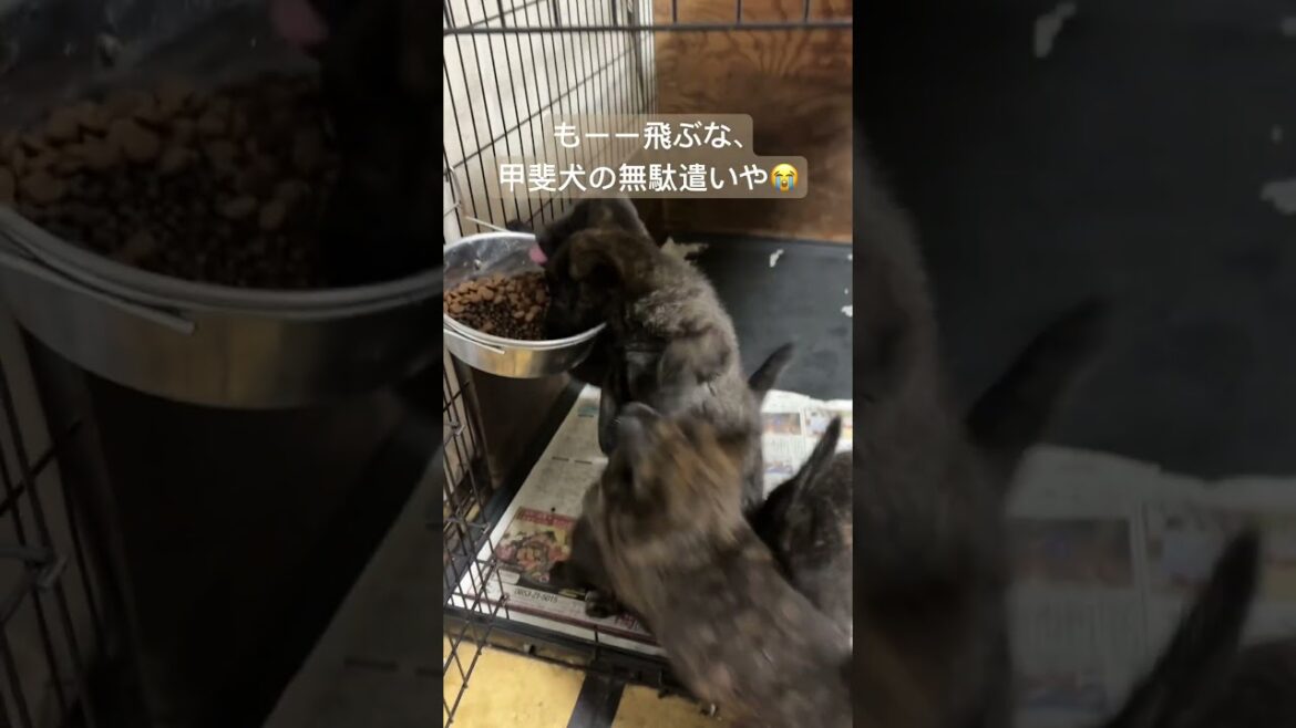 甲斐犬・生後40日。離乳食はもう終わったんですか…？　#甲斐犬 #甲斐犬子犬 #ドライフード余裕なお子様たち