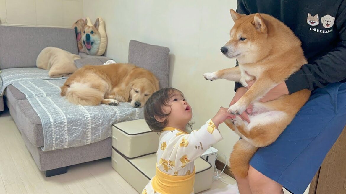 朝から突然歩けなくなった豆柴といつもと違う豆柴の症状を心配する1歳児 朝から突然歩けなくなった豆柴といつもと違う豆柴の症状を心配する1歳児