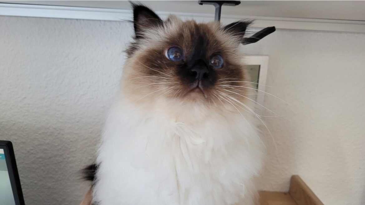 Vocal Artist Singing For Snacks Vocal Artist Singing For Snacks