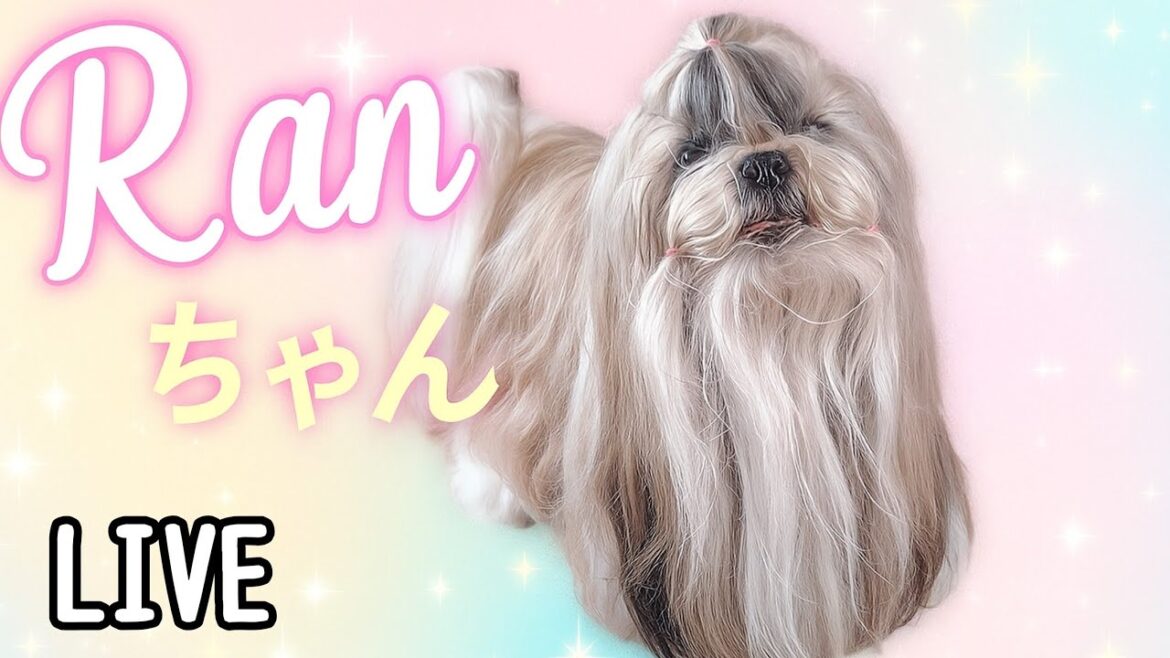 テスト配信シーズーらんちゃんと錦鯉を飼っている　桜れなの日記　shihtz Ran and koi and piano Rena daily