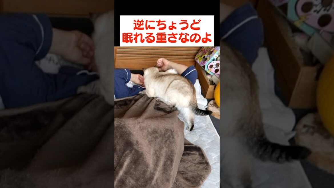 ねぇ、君の作戦むしろ逆効果だよ？