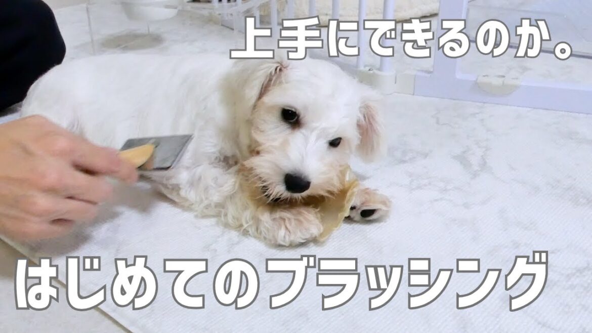 【はじめてシリーズ】ブラッシングに挑戦!初挑戦の結果・・・! #ミニチュアシュナウザー #白シュナ #はじめて 【はじめてシリーズ】ブラッシングに挑戦!初挑戦の結果・・・! #ミニチュアシュナウザー #白シュナ #はじめて