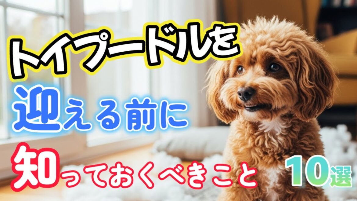 トイプードルを飼う前に絶対知ってほしい10のこと【初心者向け】
