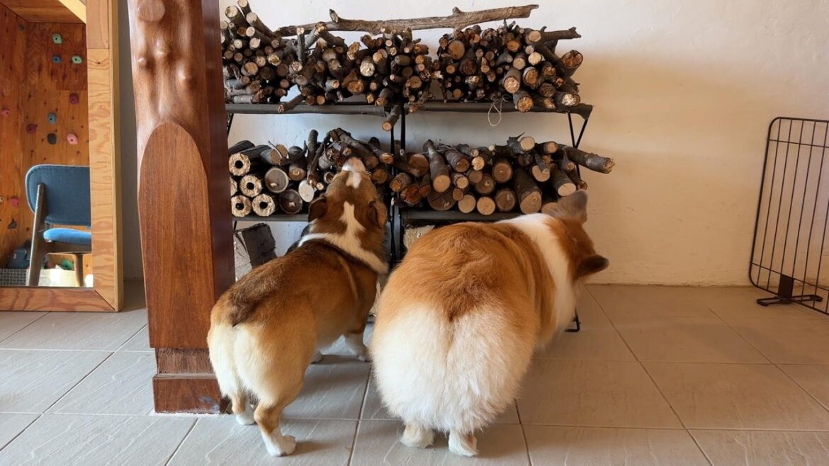 犬が集めた「木の棒」を新居に並べてみた結果… 犬が集めた「木の棒」を新居に並べてみた結果…