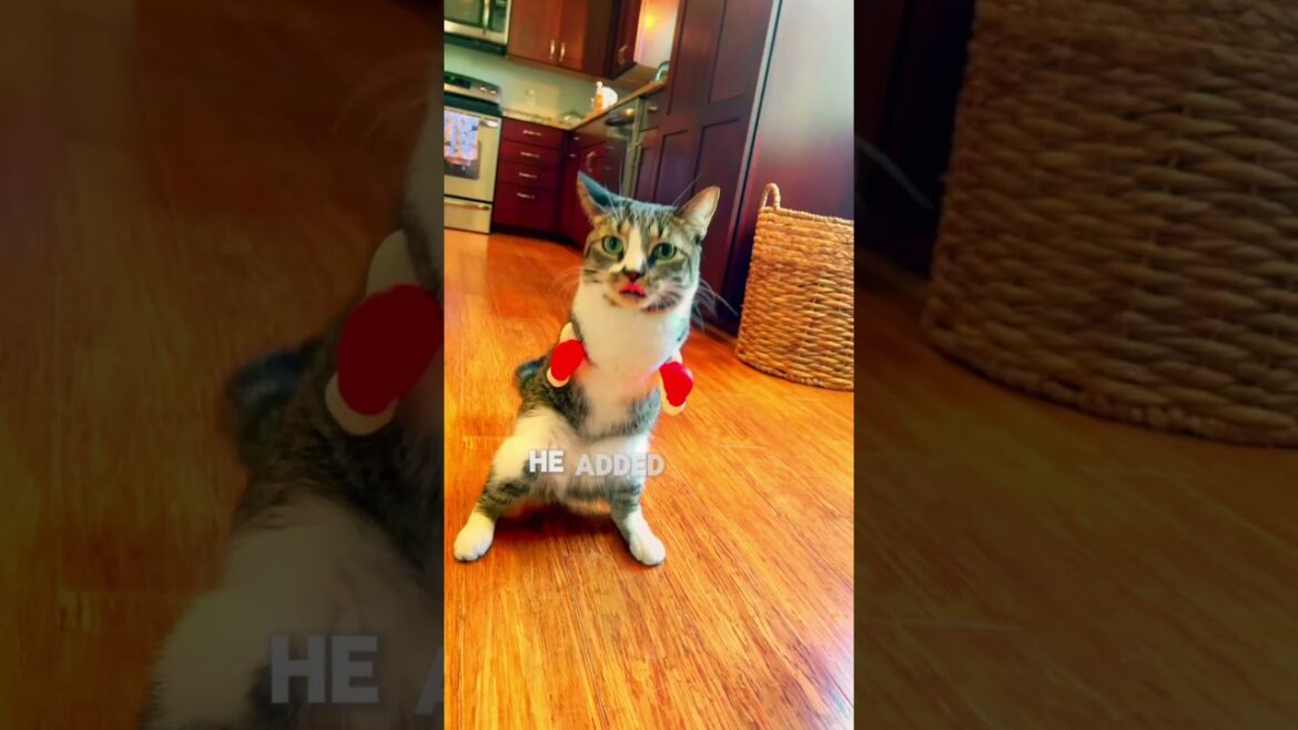 cat lost front legs "cat lost front legs "