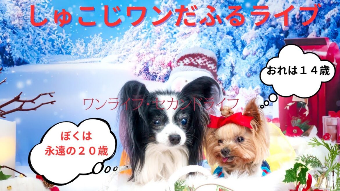 【しゅうこじワンだふるライブ】14歳ヨークシャーテリア小次郎|朝はチャットでお話しませんか?【LIVE #153】 【しゅうこじワンだふるライブ】14歳ヨークシャーテリア小次郎|朝はチャットでお話しませんか?【LIVE #153】