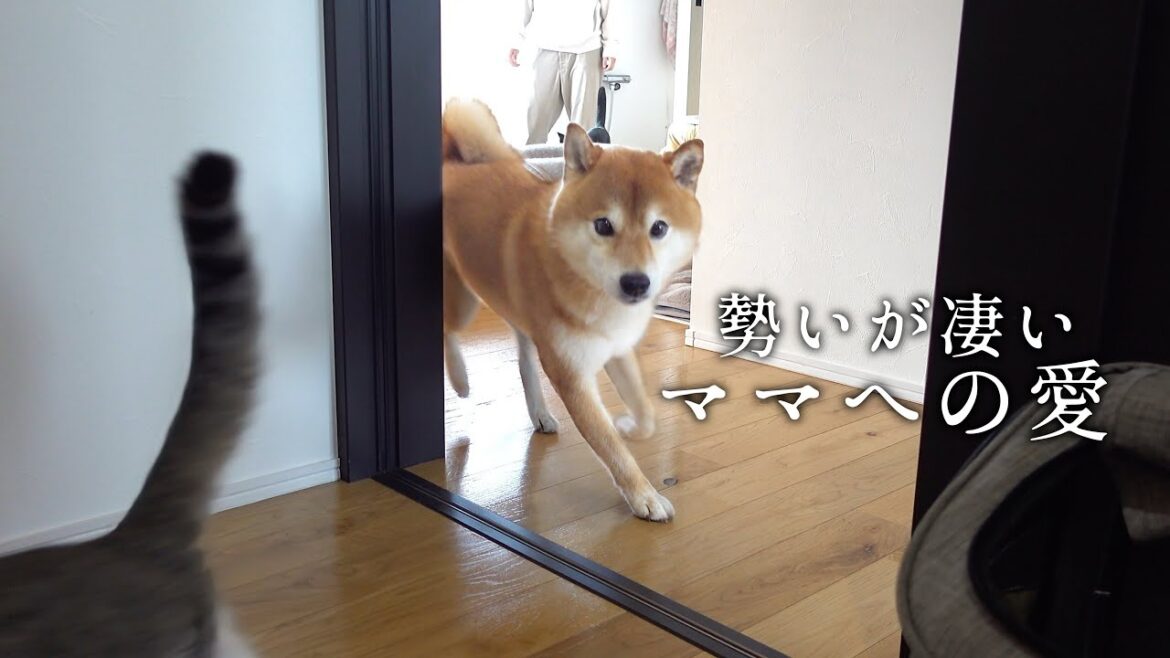 柴犬、大好きなママに駆け寄る瞬間が尊い…全力ただいまする姿に癒される。 柴犬、大好きなママに駆け寄る瞬間が尊い…全力ただいまする姿に癒される。