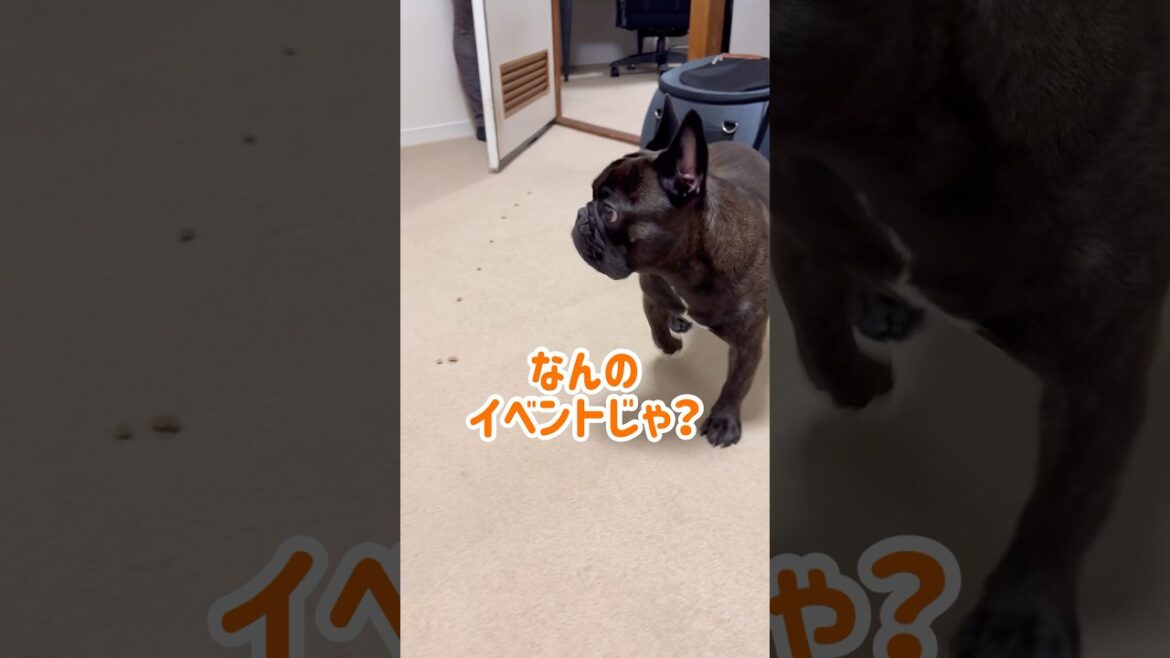 Tigson失敗笑#フレンチブルドッグ #フレブル