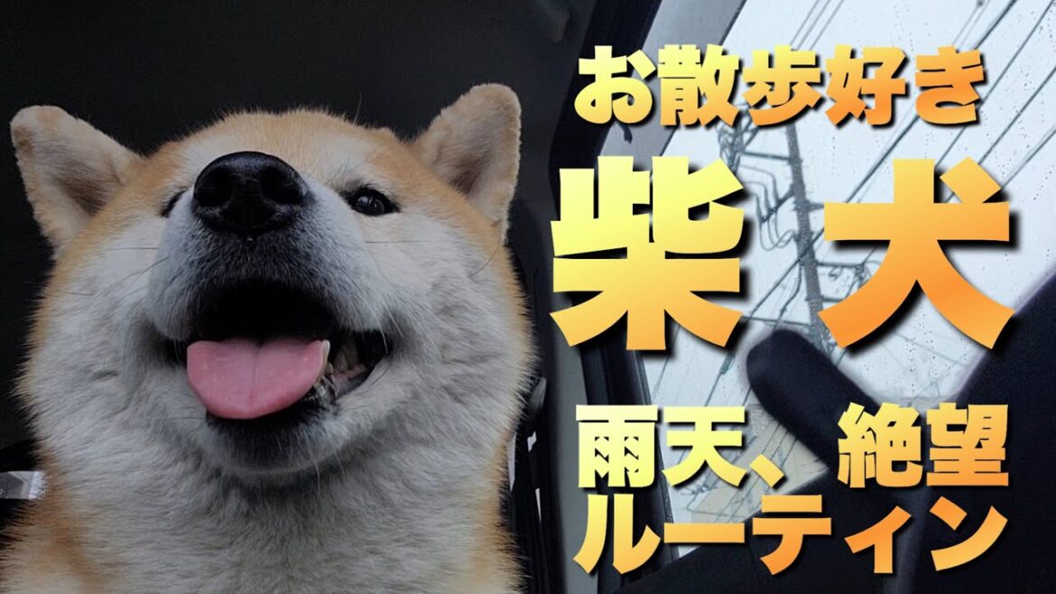 【起きてから寝るまでルーティン】絶望を感じた柴犬の1日 【起きてから寝るまでルーティン】絶望を感じた柴犬の1日