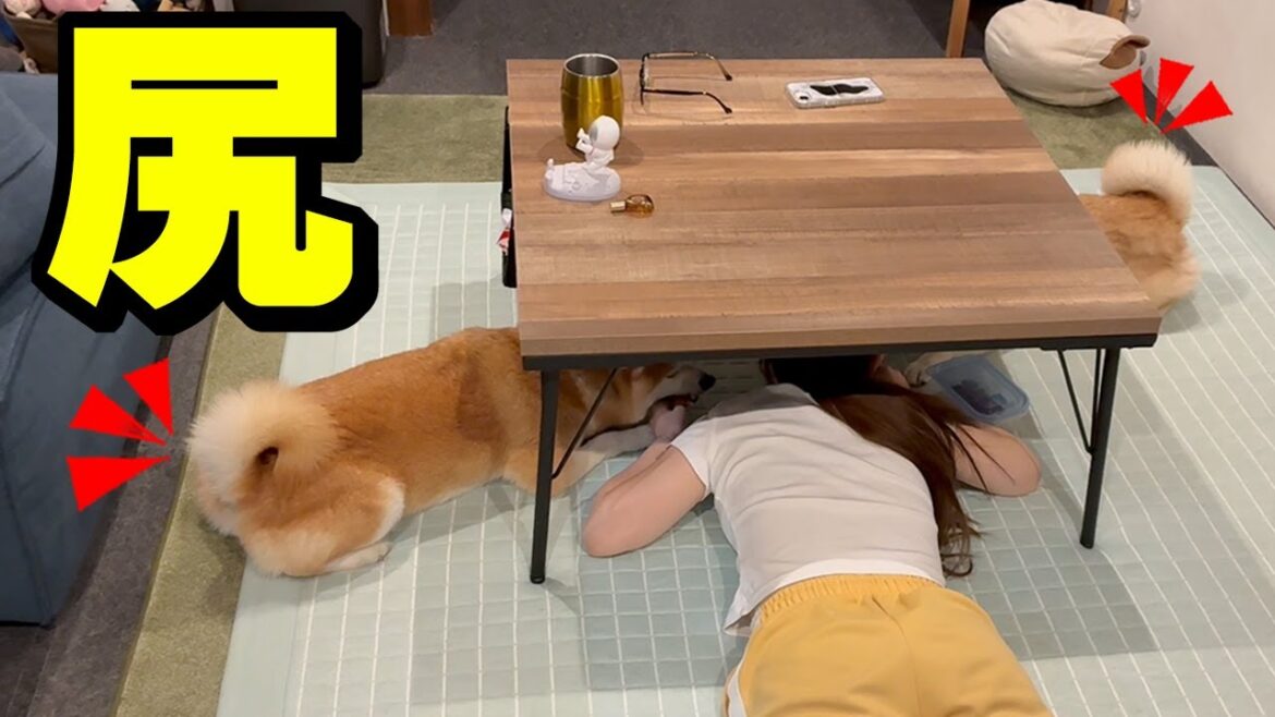 新しいラグマットを敷いたら柴犬姉妹がこうなりました…