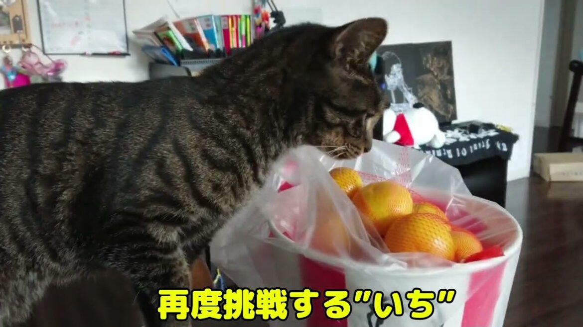 4K レアキャラの”いち”久々登場！　#cat #保護猫 #いぬ　#ねこ