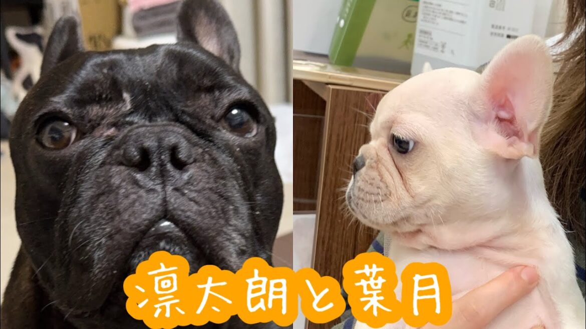 【フレンチブルドッグ】葉月を迎え入れ6日が経ちました🐶凛太朗の反応🐦⬛#frenchbulldog #frenchbulldoglife #puppy #多頭飼い 【フレンチブルドッグ】葉月を迎え入れ6日が経ちました🐶凛太朗の反応🐦⬛#frenchbulldog #frenchbulldoglife #puppy #多頭飼い