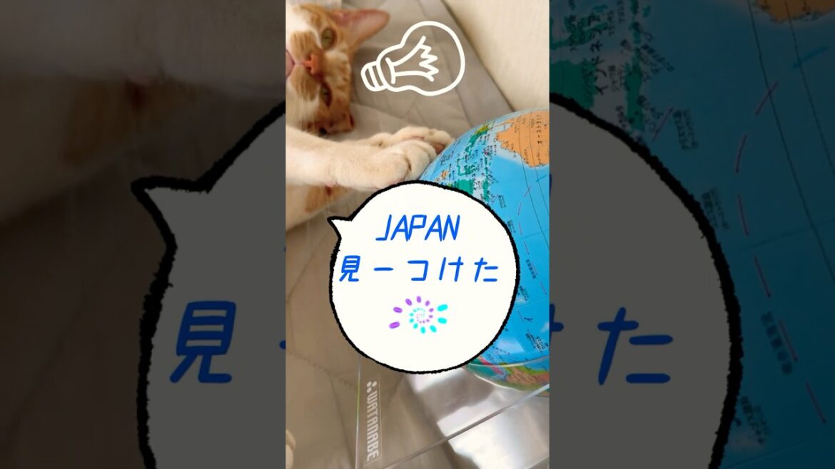 地球儀から日本を見つけ出す猫🌏✨#shorts#ねこ#cat#茶白猫#地球儀#君をのせて