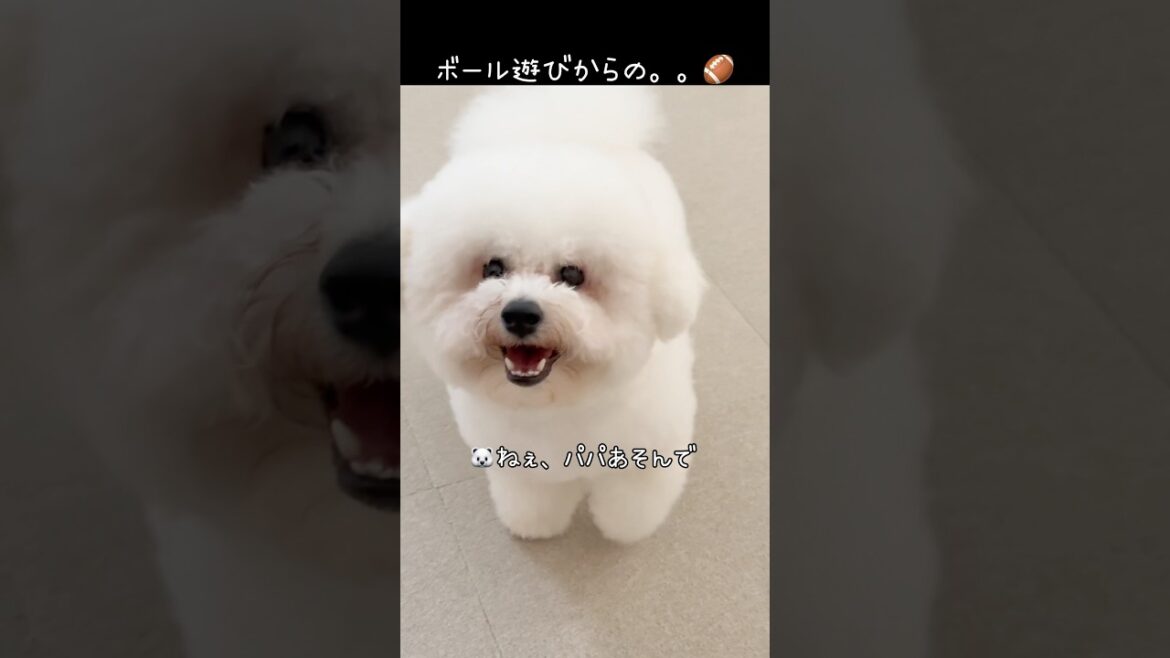 あれって急にくるよね🏈【ビションフリーゼ】【コパン】